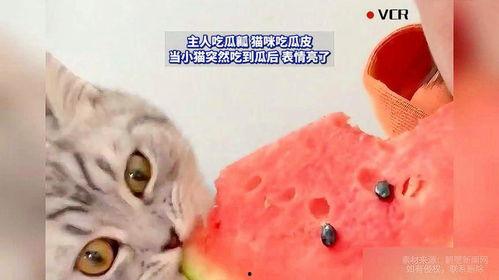 猫可以吃瓜了吗