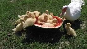 鸭子也吃瓜吗,揭秘鸭子也爱的夏日瓜果盛宴