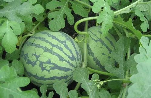 盐城最近吃瓜事件视频,一场网络热议背后的真相揭秘