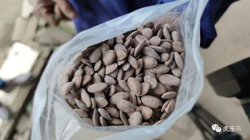 朝阳吃瓜赚钱吗,揭秘网络热点的财富密码