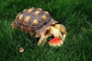 陆龟吃瓜,探索瓜果的奇妙滋味