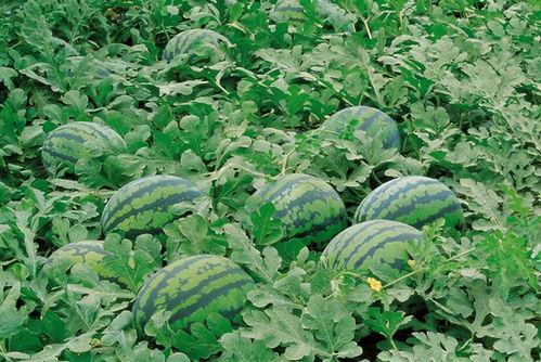 邢台北康庄吃瓜,吃瓜群众的欢乐盛宴