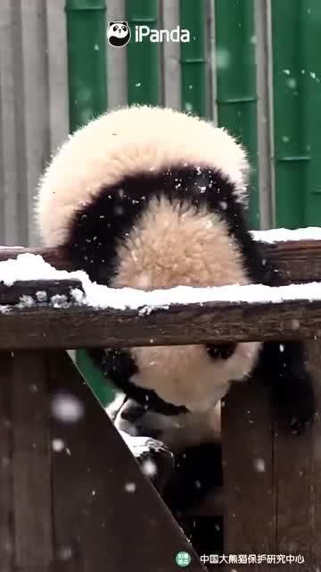 熊熊猫吃瓜,熊熊猫的夏日瓜果盛宴