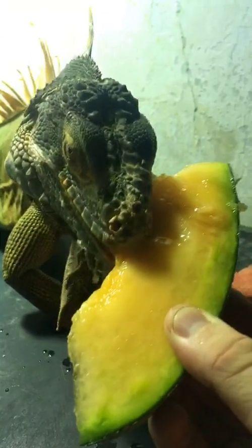 蜥蜴吃哈密瓜,探索蜥蜴吃哈密瓜的奇妙瞬间