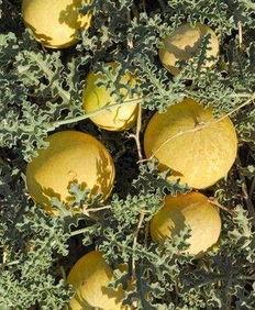 导游吃瓜,吃瓜背后的旅游行业秘密