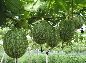 重庆吃瓜图片,麻辣鲜香，尽享夏日清凉